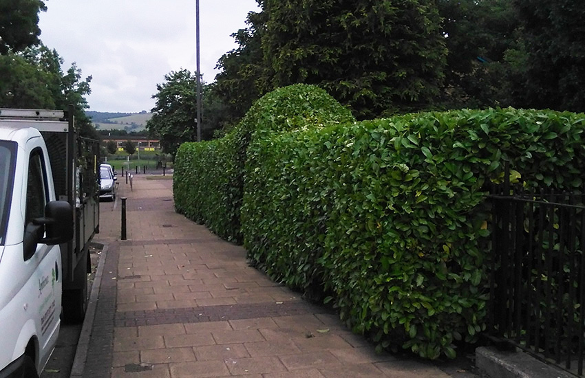 Hedge & Shrub Trimming